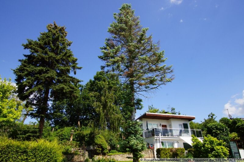 Immobilienmakler Erfurt: alter Baumbestand