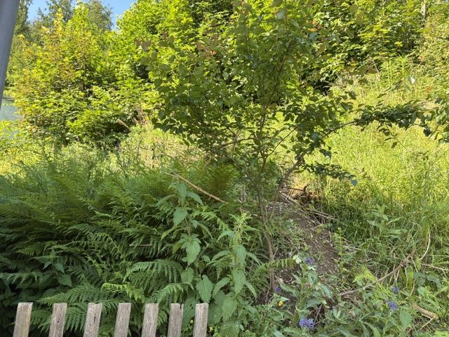 Immobilienmakler Erfurt: Garten hinterm Haus