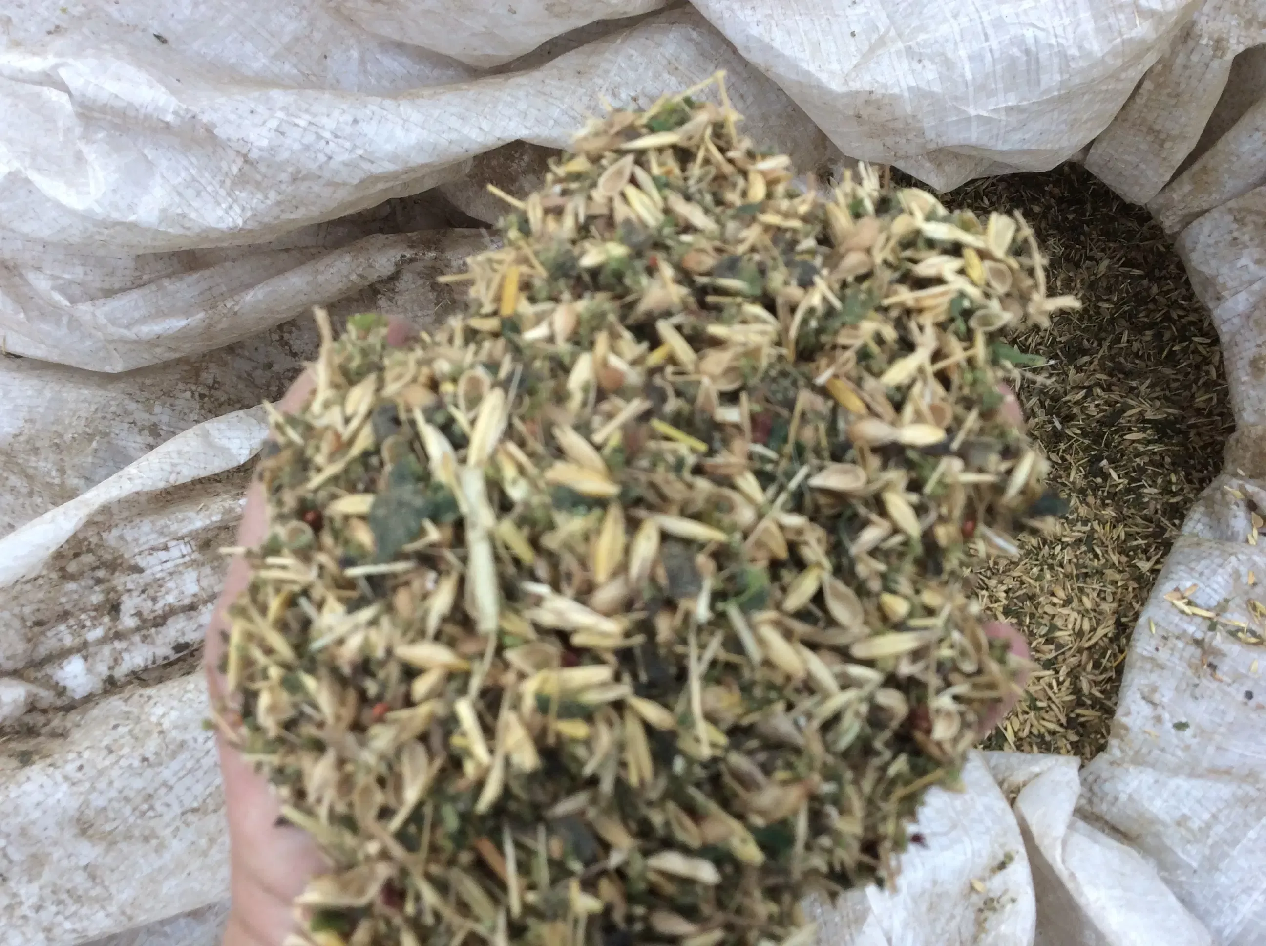 Bildbeschreibungstext